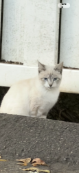 Found/Stray Unknown Cat last seen Blackrock tnpke Fairfield ct, Fairfield, CT 06825