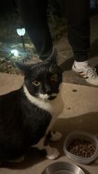 Found/Stray Unknown Cat last seen Near Fleetwood Dr. and McDonald Rd., Tyler, TX 75701