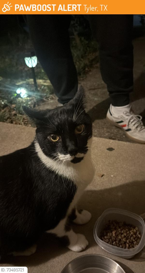 Found/Stray Unknown Cat last seen Near Fleetwood Dr. and McDonald Rd., Tyler, TX 75701