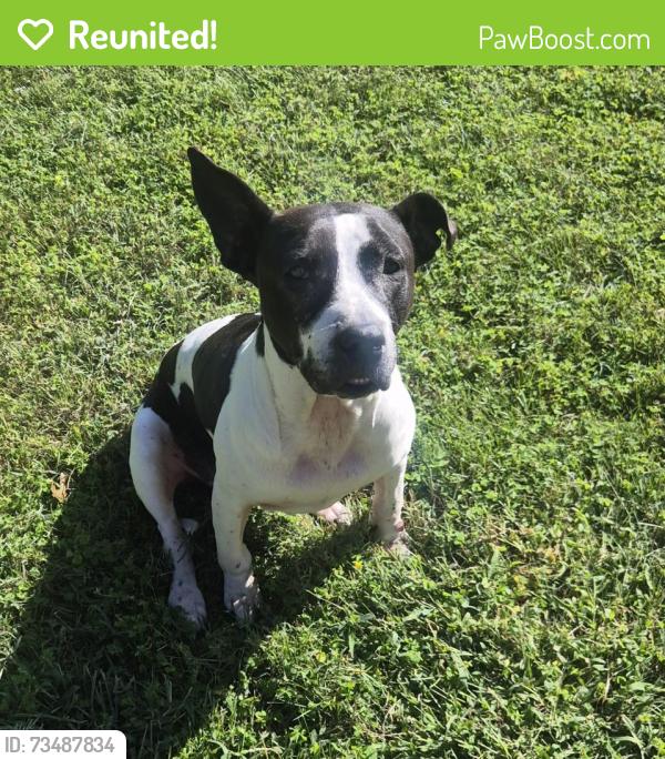 Reunited Female Dog last seen W Furnace Branch Rd., Glen Burnie, MD 21061