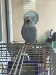 Lost Female Bird last seen Isola Bella florida Lake worth 33467 (Near publix and dunkin), Greenacres, FL 33463