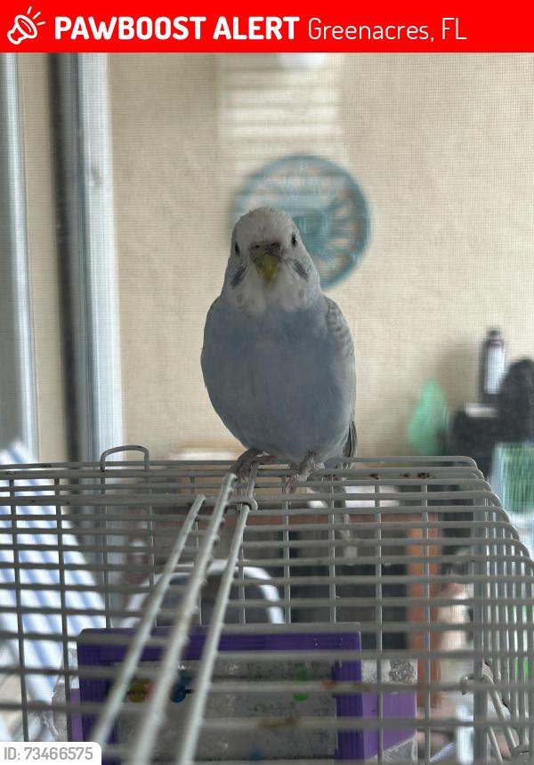 Lost Female Bird last seen Isola Bella florida Lake worth 33467 (Near publix and dunkin), Greenacres, FL 33463