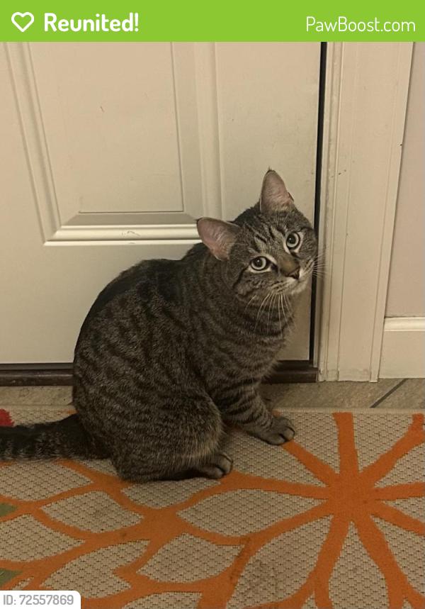 Reunited Male Cat last seen Paul parkway NE, Blaine MN, Blaine, MN 55434