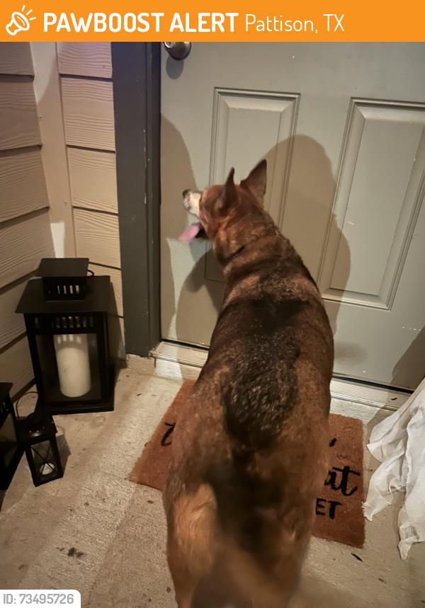 Found/Stray Female Dog last seen spindletree, Pattison, TX 77423
