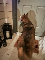Found/Stray Female Dog last seen spindletree, Pattison, TX 77423