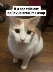 Reunited Male Cat last seen Jacks run road, Pittsburgh, PA 15202