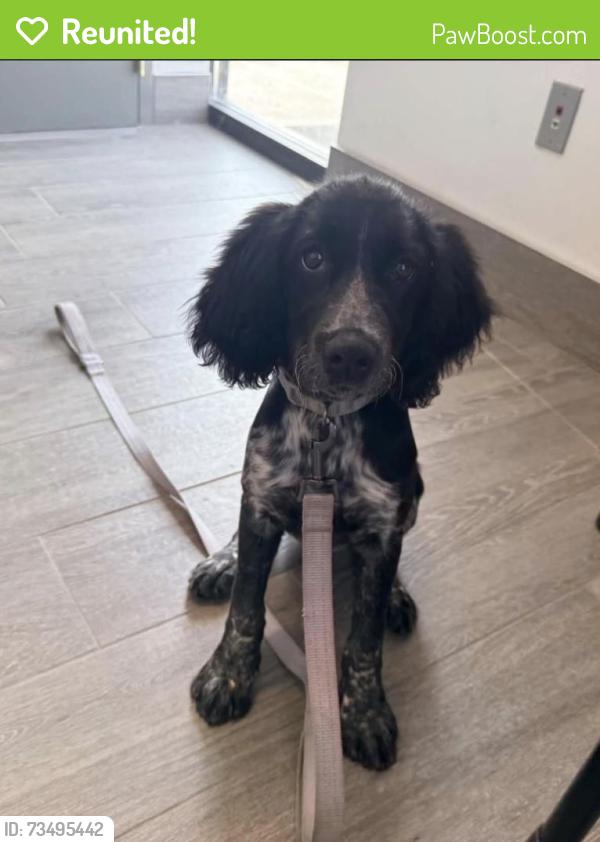 Reunited Female Dog last seen Elk Lake Road, Golf Course, Elk River, MN 55330