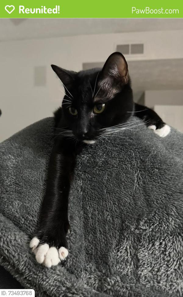 Reunited Male Cat last seen Woodbury Creek Drive, Chattahoochee River Club, Cumming, GA 30041