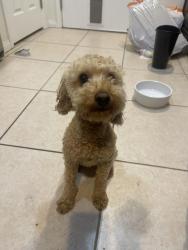 Reunited Male Dog last seen Celcius place, Las Vegas, NV 89129
