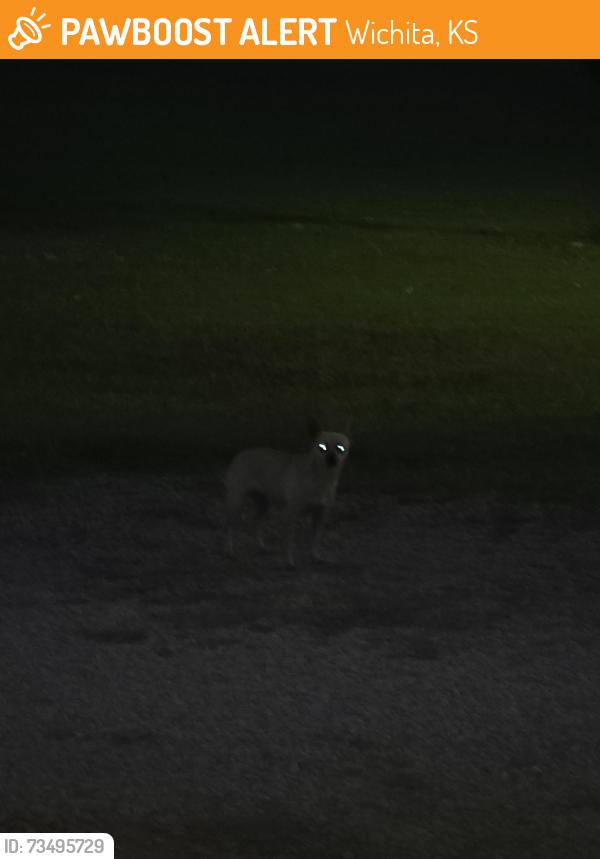 Found/Stray Unknown Dog last seen MacArthur and Maize Rd then east 1/2 mile, Wichita, KS 67215