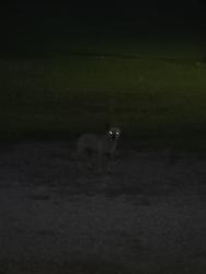 Found/Stray Unknown Dog last seen MacArthur and Maize Rd then east 1/2 mile, Wichita, KS 67215