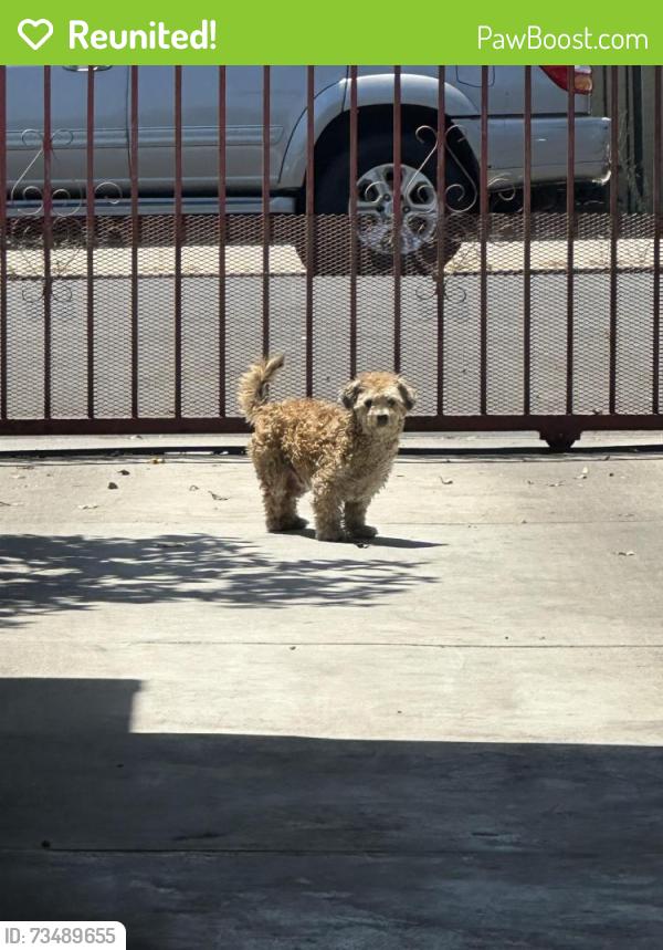 Reunited Male Dog last seen E 43rd St & Ascot Ave, Los Angeles, CA 90011