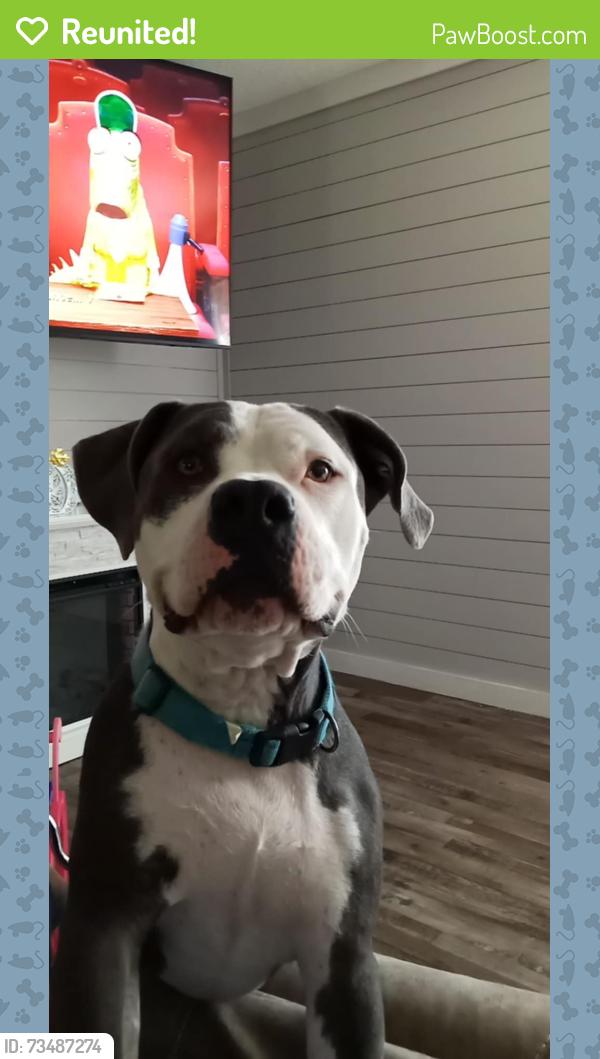 Reunited Male Dog last seen Near Hwy 17, Maysville, NC 28555