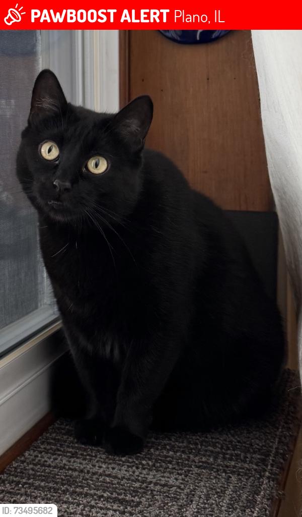 Lost Female Cat last seen Ben St and Corri Lane, Plano, IL 60545