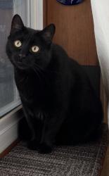 Lost Female Cat last seen Ben St and Corri Lane, Plano, IL 60545