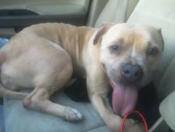 Found/Stray Female Dog last seen E 98th St and S Ingleside Ave, Chicago, IL 60628