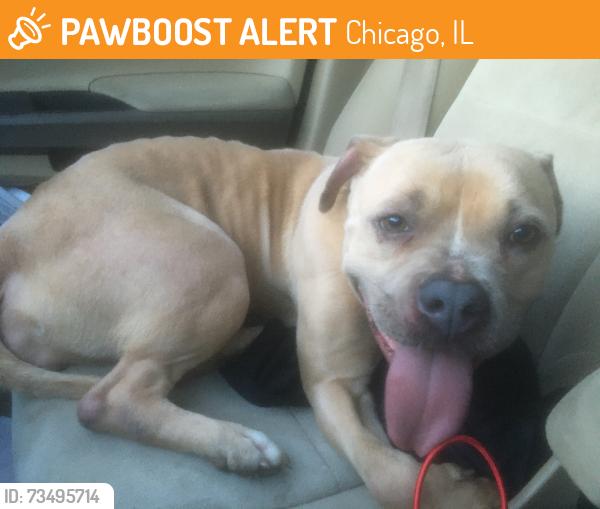 Found/Stray Female Dog last seen E 98th St and S Ingleside Ave, Chicago, IL 60628