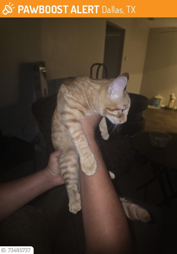 Found/Stray Male Cat last seen Near Dallas parkway 75254, Dallas, TX 75254