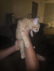 Found/Stray Male Cat last seen Near Dallas parkway 75254, Dallas, TX 75254
