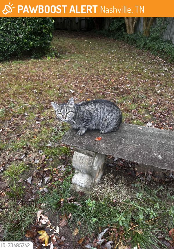 Found/Stray Unknown Cat last seen Lakeside Dr, Nashville, TN 37076