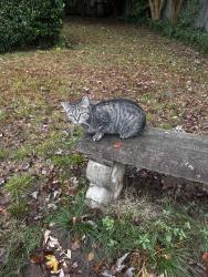 Found/Stray Unknown Cat last seen Lakeside Dr, Nashville, TN 37076