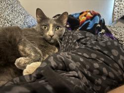 Lost Female Cat last seen Across from tag agency, Tecumseh, OK 74873