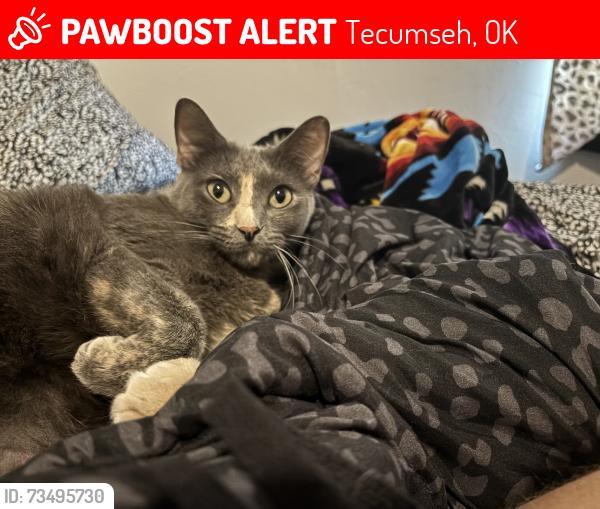 Lost Female Cat last seen Across from tag agency, Tecumseh, OK 74873