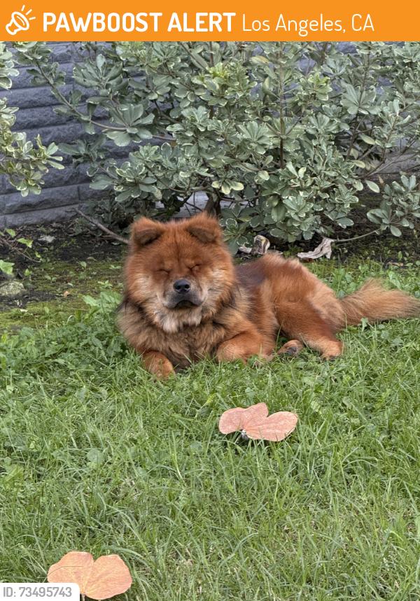 Found/Stray Unknown Dog last seen Vermont & 57th street, Los Angeles, CA 90037