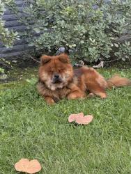 Found/Stray Unknown Dog last seen Vermont & 57th street, Los Angeles, CA 90037