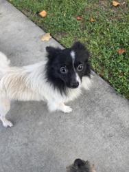 Found/Stray Male Dog last seen Nicole and San Tomas, Los Angeles, CA 90008
