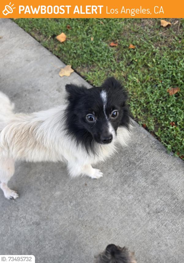 Found/Stray Male Dog last seen Nicole and San Tomas, Los Angeles, CA 90008