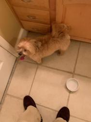 Found/Stray Unknown Dog last seen Near NE Ginger Ter Jensen Beach in Pinecrest Lakes area, Jensen Beach, FL 34957