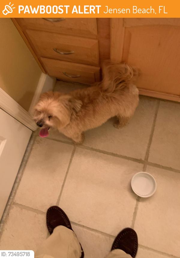 Found/Stray Unknown Dog last seen Near NE Ginger Ter Jensen Beach in Pinecrest Lakes area, Jensen Beach, FL 34957