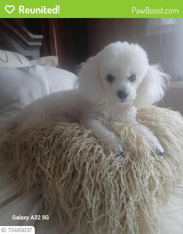 Reunited Female Dog last seen Wells Burnett and Hanger Cutoff, Fort Worth, TX 76135