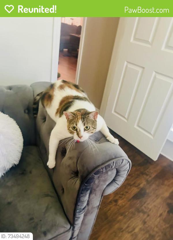 Reunited Female Cat last seen Cajun Way, Chambers County, TX 77523