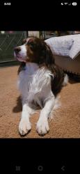 Reunited Male Dog last seen Beth Ave. Konnoak area, Winston-Salem, NC 27127
