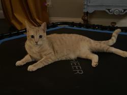 Reunited Male Cat last seen Jane Sowers Rd & Little John Rd, Statesville, NC 28625