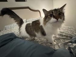 Reunited Female Cat last seen County road 507, Fraser, CO 80442