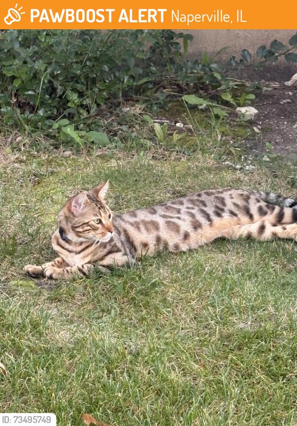 Found/Stray Unknown Cat last seen Meagan Ct, Naperville, IL 60540