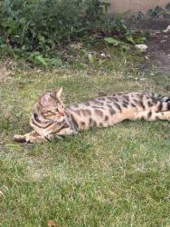 Found/Stray Unknown Cat last seen Meagan Ct, Naperville, IL 60540