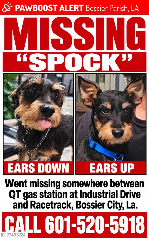 Lost Male Dog last seen QT Gas Station, Industrial, Race Track., Bossier Parish, LA 71006