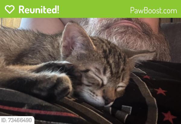 Reunited Male Cat last seen Near Towncliff st, San Antonio, TX 78238