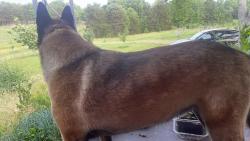 Reunited Female Dog last seen Harlow drive and highway 62, High Point, NC 27263