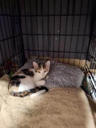 Reunited Female Cat last seen Bemart street, liberty street, beaumont school, Green Bay, WI 54304