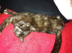 Reunited Female Cat last seen Cochrane Ave, Oakland, CA 94618, USA, Oakland, CA 94618