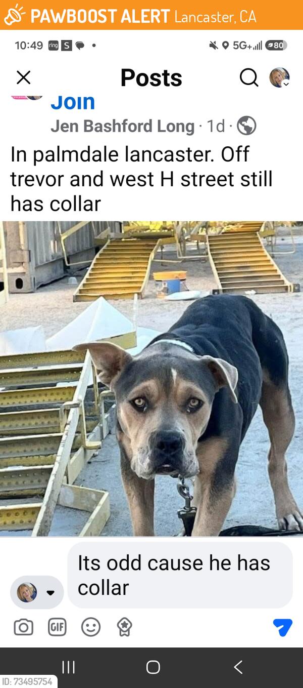 Found/Stray Male Dog last seen Trevor and h street, Lancaster, CA 93535