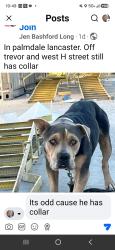 Found/Stray Male Dog last seen Trevor and h street, Lancaster, CA 93535