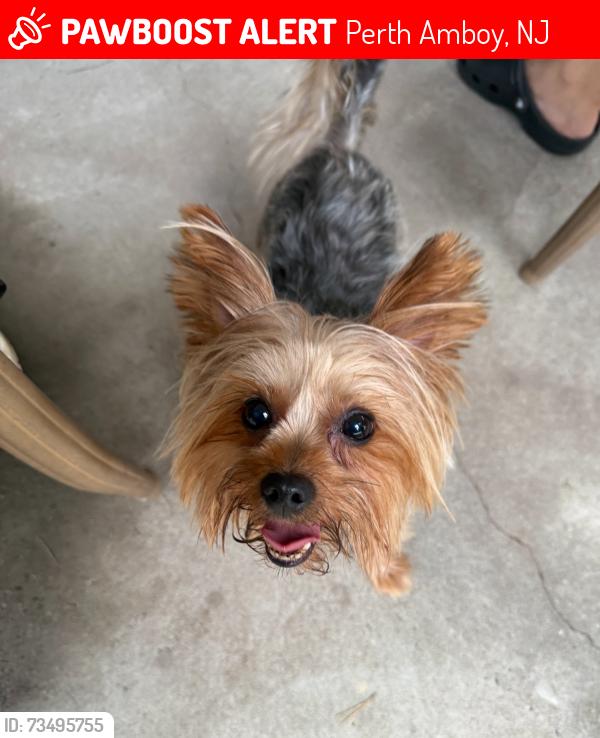 Lost Male Dog last seen Near Lewis St in Perth Amboy NJ, Perth Amboy, NJ 08861