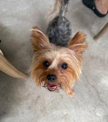 Lost Male Dog last seen Near Lewis St in Perth Amboy NJ, Perth Amboy, NJ 08861