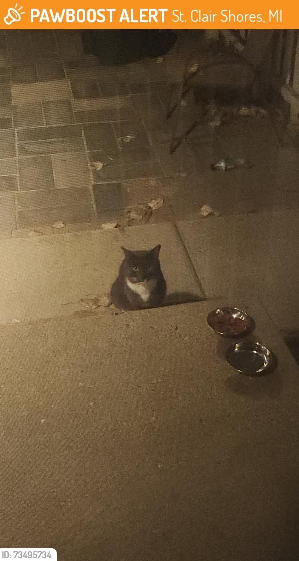 Found/Stray Unknown Cat last seen Greater Mack and Lakewood, St. Clair Shores, MI 48045